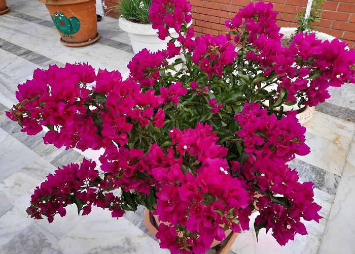 Hotel Akdeniz Ekincik